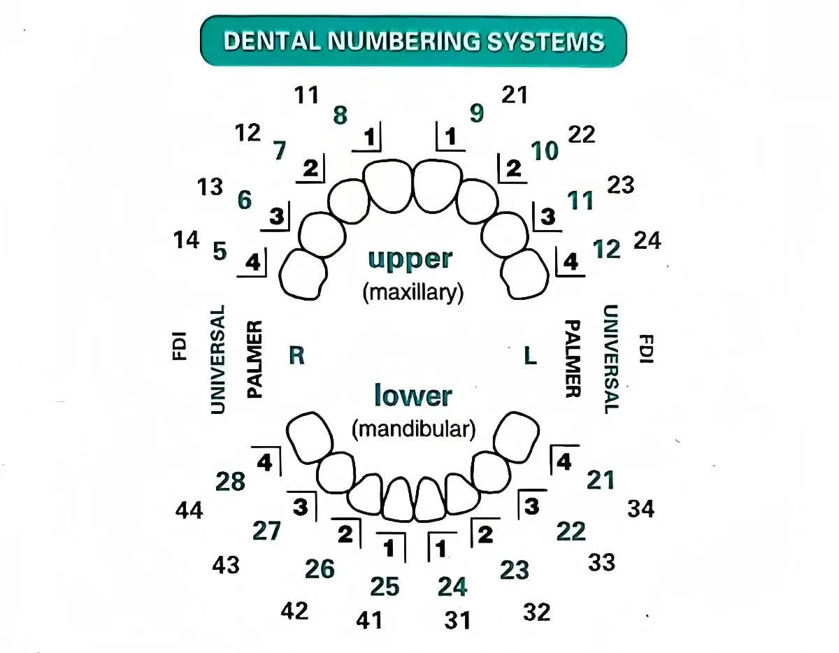 32 قطعة/مجموعة طقم قوالب تجميد - مراجعة Teeth Whitening Moulds وسعره
